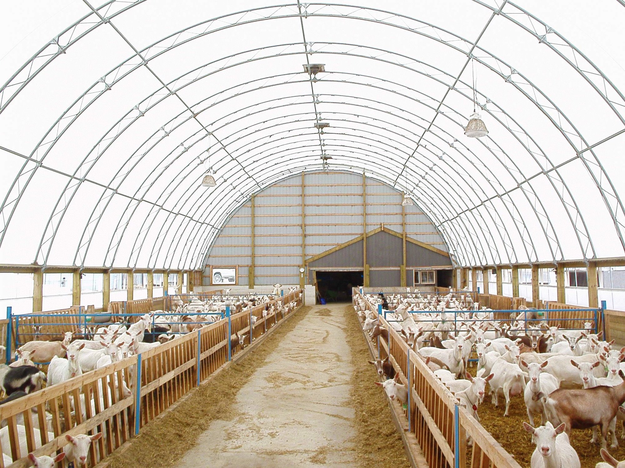livestock